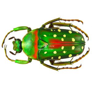 STEPHANORRHINA JULIA HYBRIDA STEPHANORRHINA JULIA HYBRIDA